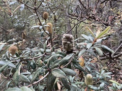 Banksia saxicola