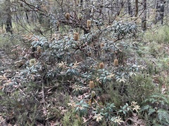 Banksia saxicola