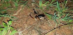 Penalva flavocalceata