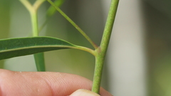 Eucalyptus exserta