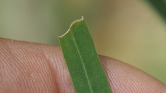 Eucalyptus exserta