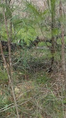 Eucalyptus exserta
