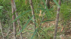 Eucalyptus exserta
