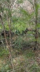Eucalyptus exserta