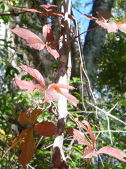 Parthenocissus quinquefolia image