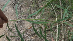 Eucalyptus exserta