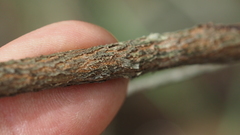 Eucalyptus exserta