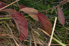 Desmodium arechavaletae
