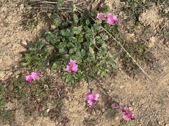 Sidalcea malviflora malviflora
