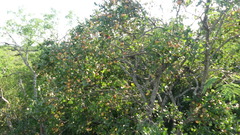 Diospyros palmeri