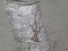 Anolis sagrei