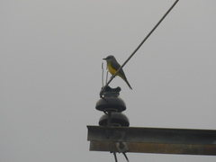 Tyrannus melancholicus