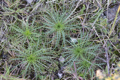Eryngium pristis