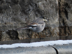 Motacilla alba lugens
