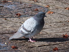 Columba livia domestica