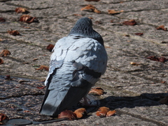 Columba livia domestica