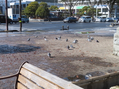 Columba livia domestica