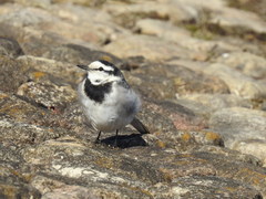 Motacilla alba