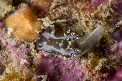 Polycera tricolor