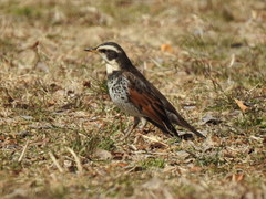 Turdus eunomus