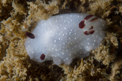 Cadlina limbaughorum