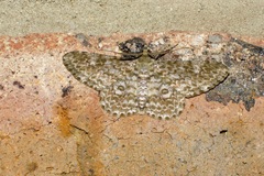 Cleora sabulata