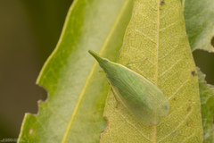 Melicharoptera rostrata