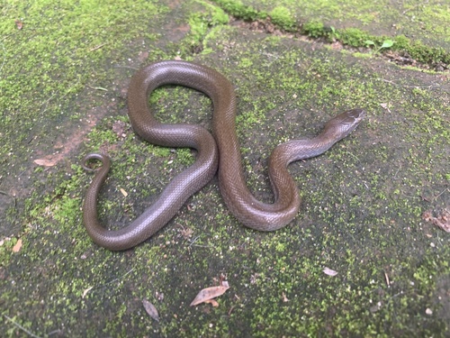 Photo of a Brown House Snake (fuliginosus) (Boaedon fuliginosus)