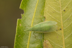 Melicharoptera rostrata