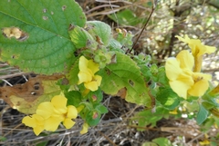 Lindenbergia grandiflora