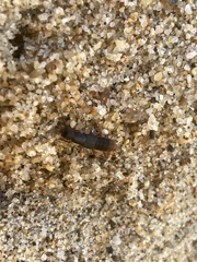 Dinothenarus saphyrinus