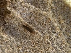 Dinothenarus saphyrinus