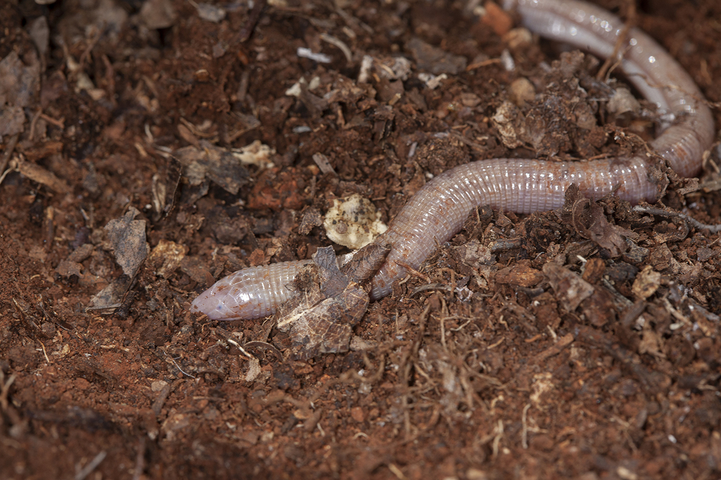 Barahona Amphisbaena