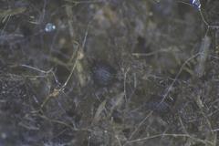 Podospora ampullacea