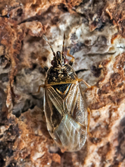 Chilacis typhae