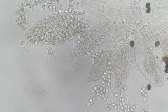 Podospora ampullacea