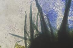 Podospora ampullacea