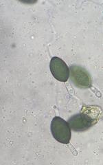 Podospora ampullacea