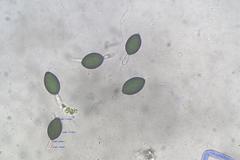 Podospora ampullacea