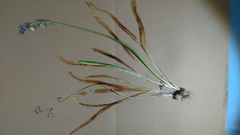 Hyacinthoides non-scripta