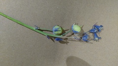 Hyacinthoides non-scripta