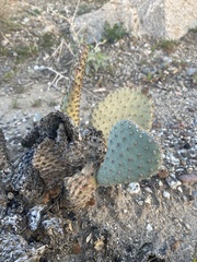 Opuntia basilaris