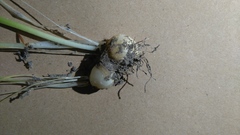 Hyacinthoides non-scripta