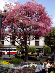 Chionanthus pubescens