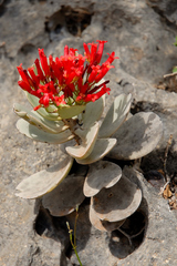 Kalanchoe farinacea