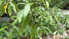Damburneya salicifolia