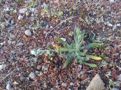 Plagiobothrys canescens