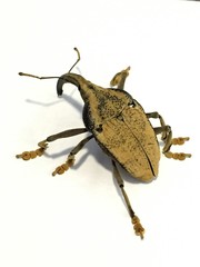 Rhinastus latisternus