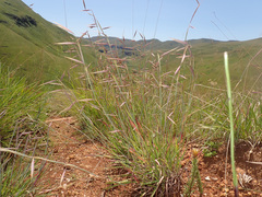 Monocymbium ceresiiforme