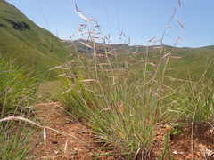 Monocymbium ceresiiforme